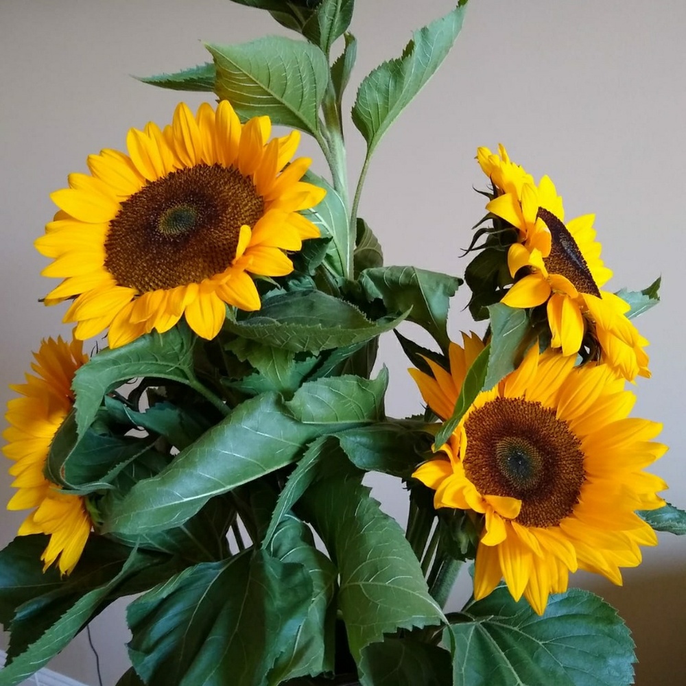 Meet your Posher, Vertika